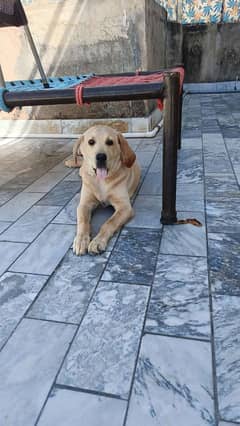 lebra male dog for sale
