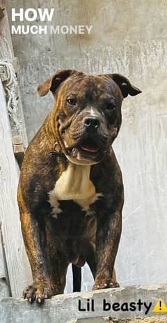 American bully for breeding