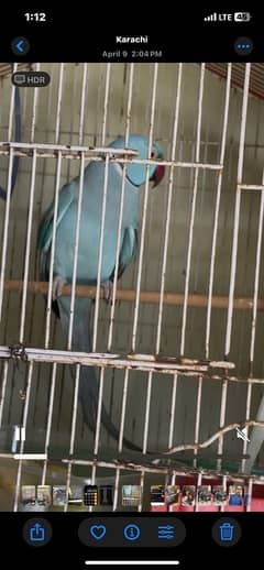 Ringneck blue and white pair available