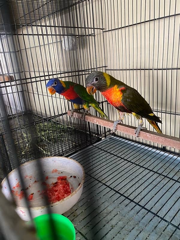 lorry parrot dna pair olive and red coller rainbow 0