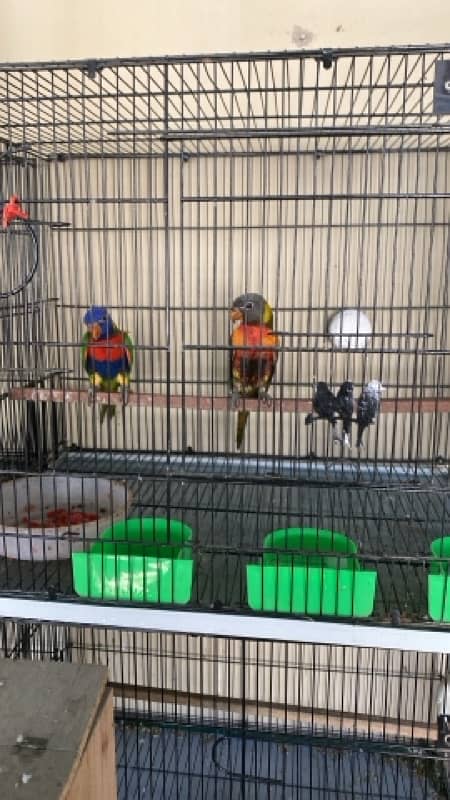 lorry parrot dna pair olive and red coller rainbow 1