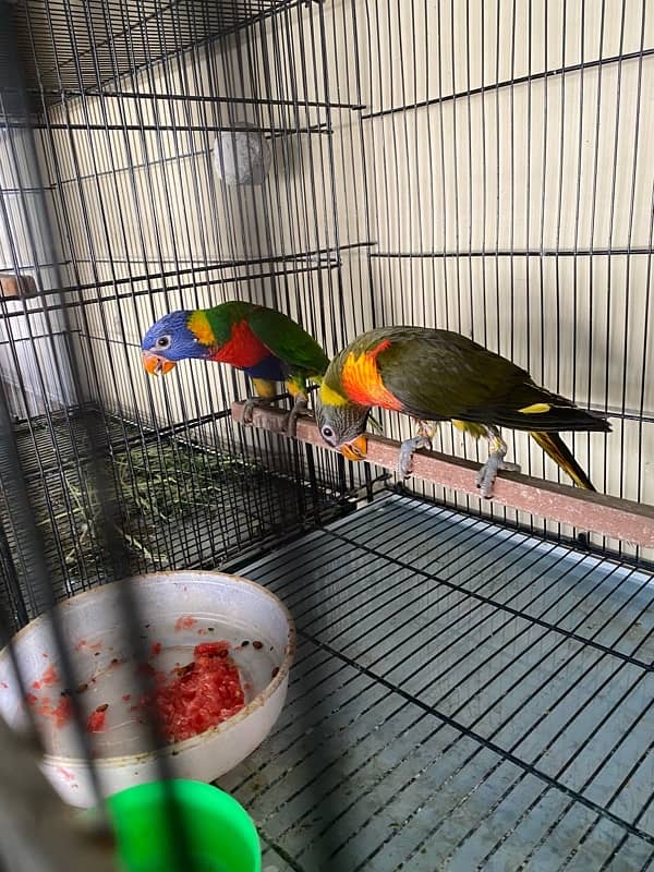 lorry parrot dna pair olive and red coller rainbow 2