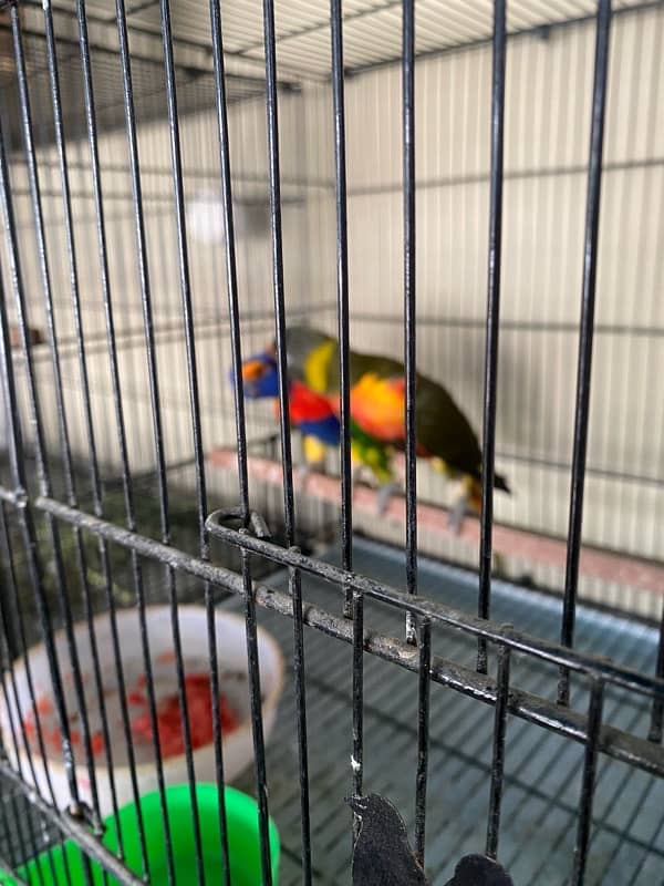 lorry parrot dna pair olive and red coller rainbow 3