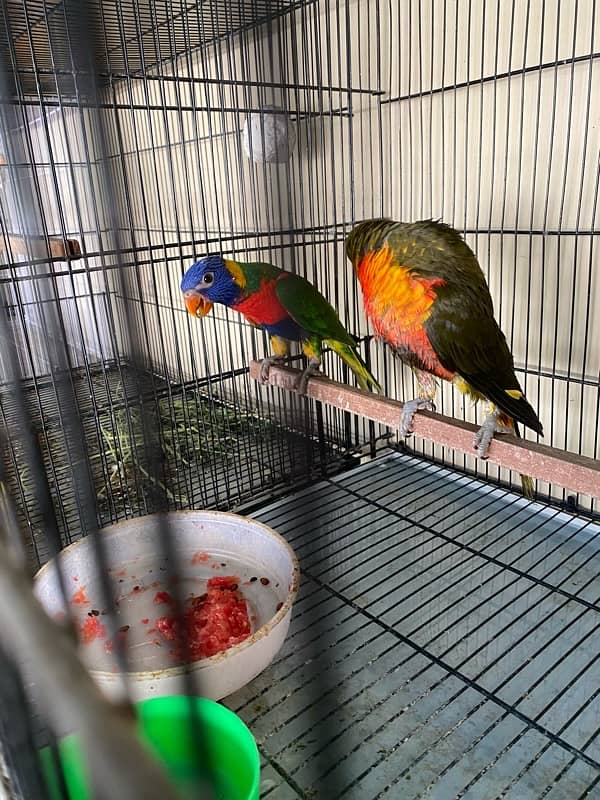 lorry parrot dna pair olive and red coller rainbow 4