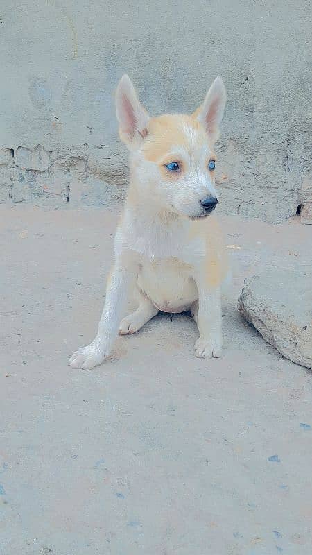 syberien husky 0