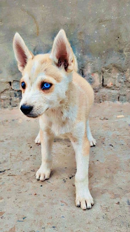 syberien husky 1