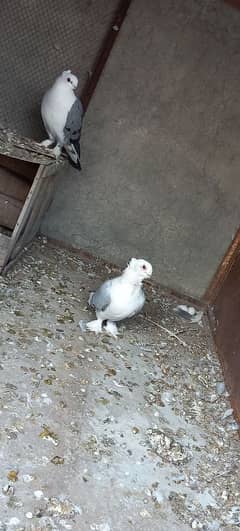 sentinet pigeon male