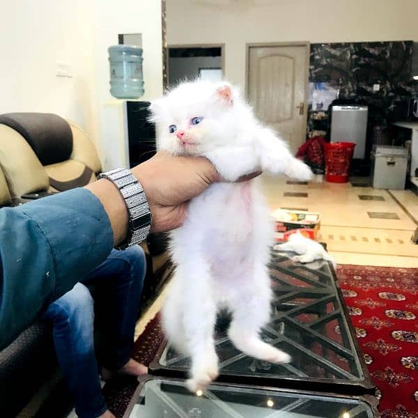 semi punch face kittens 0