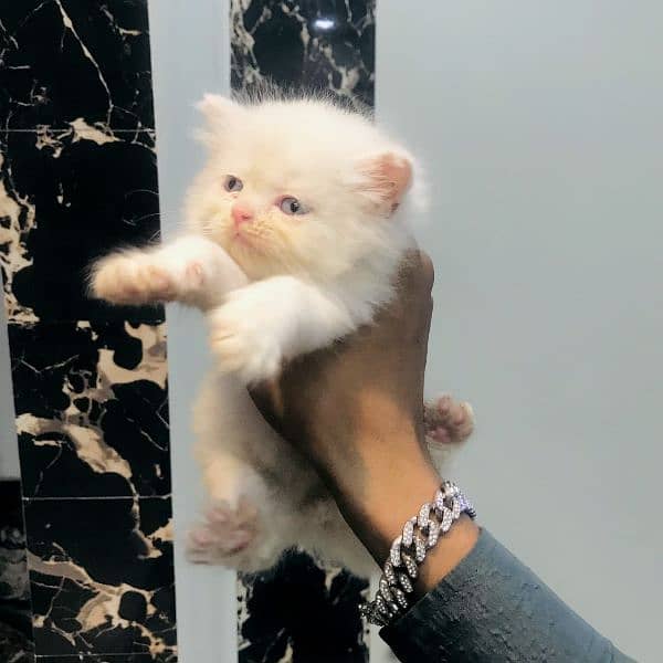 semi punch face kittens 1