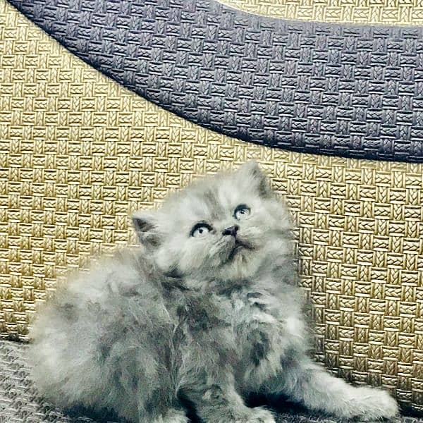 semi punch face kittens 2