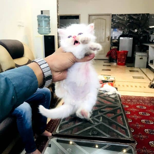 semi punch face kittens 3