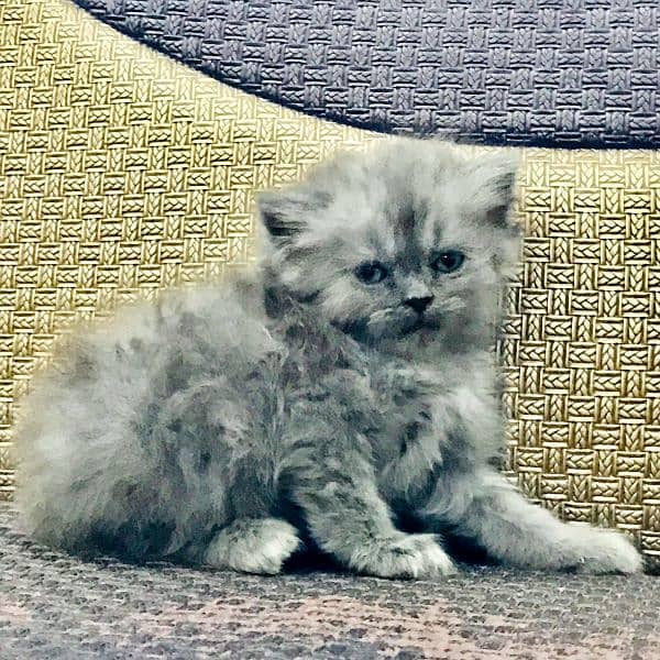 semi punch face kittens 5