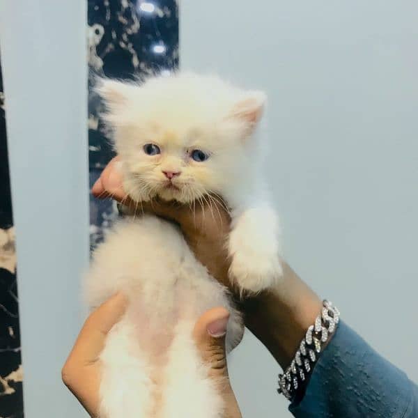 semi punch face kittens 6