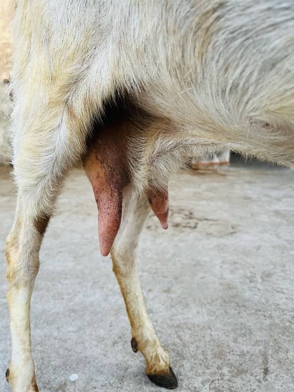 bakri active an healty 0