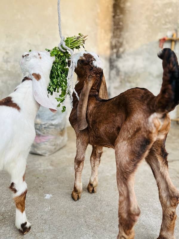 bakri active an healty 1