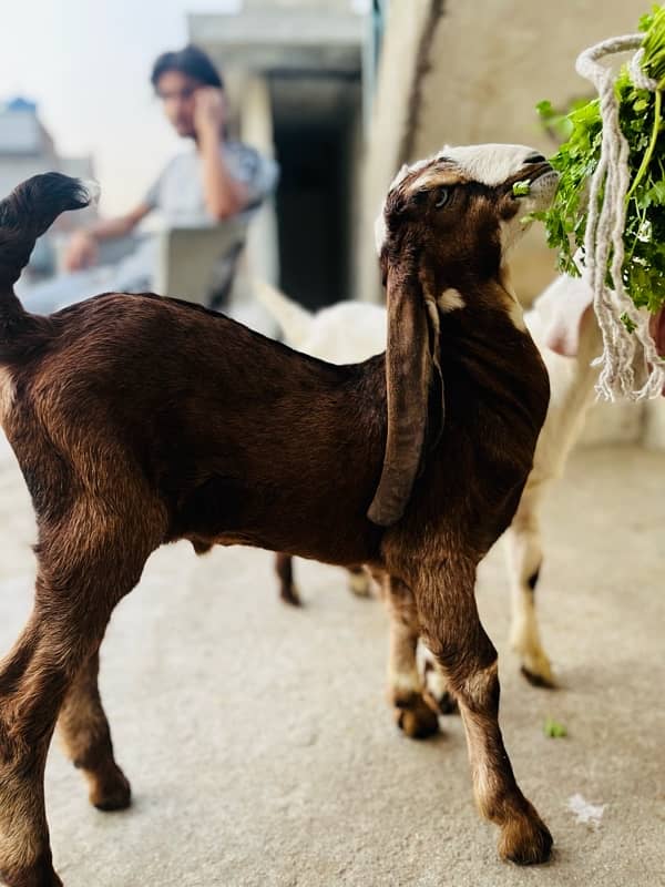 bakri active an healty 2