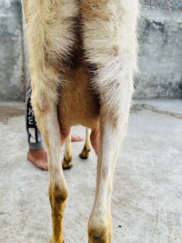 bakri active an healty 3