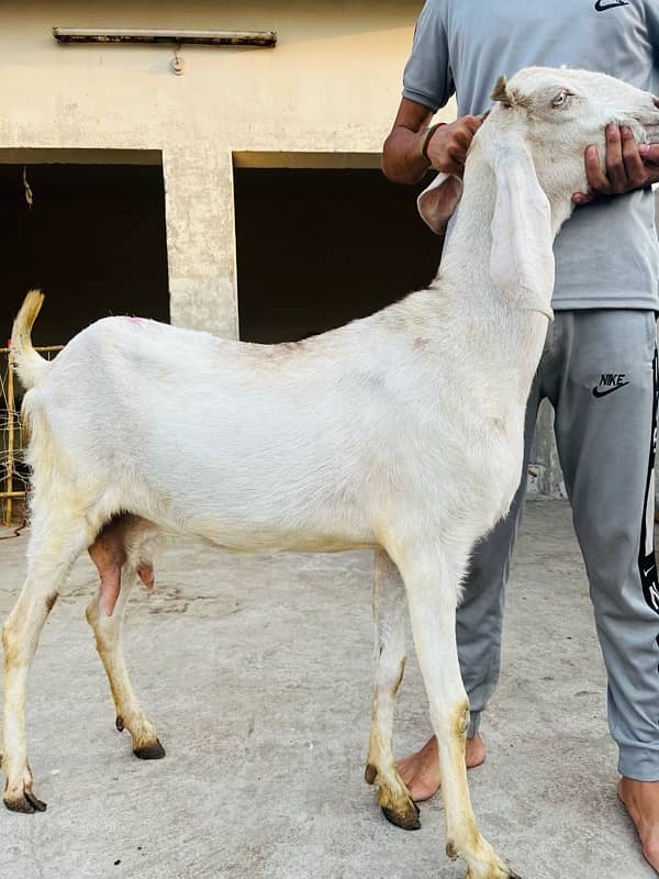 bakri active an healty 4