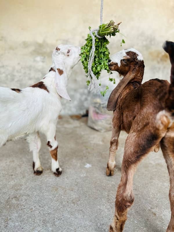 bakri active an healty 6