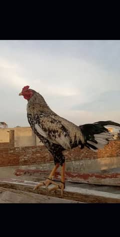 Aseel Murgi or desi aseel murga