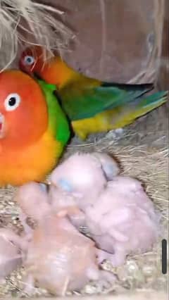 breeder