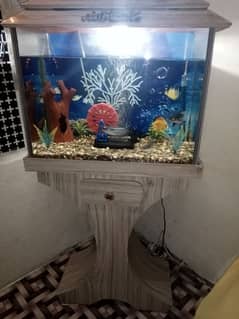 Argent for sell fish aqurem