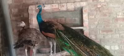 Pure breed Blue shoulder Active & Healthy