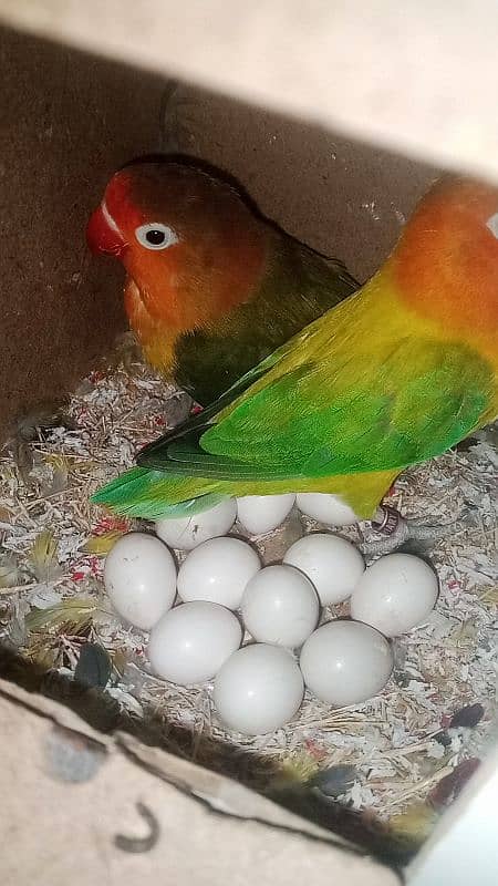 Love Bird's 0