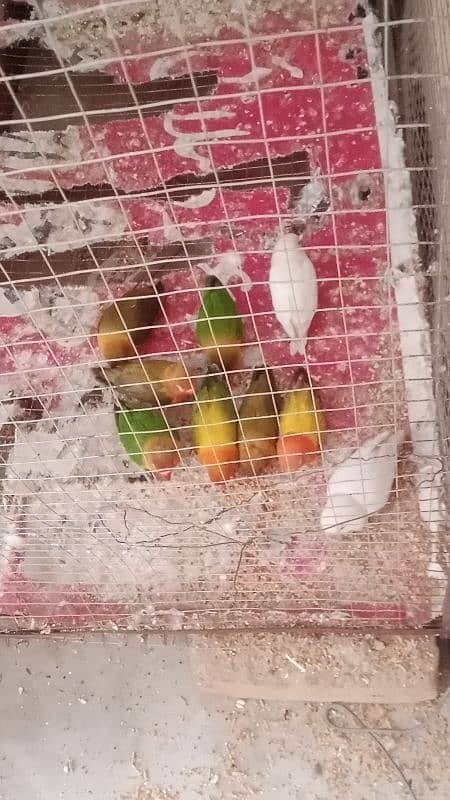 Love Bird's 2