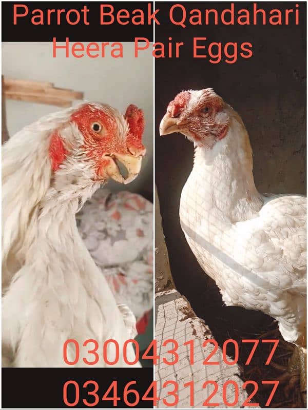 Qandahari Parrot Beak Hera egg 4