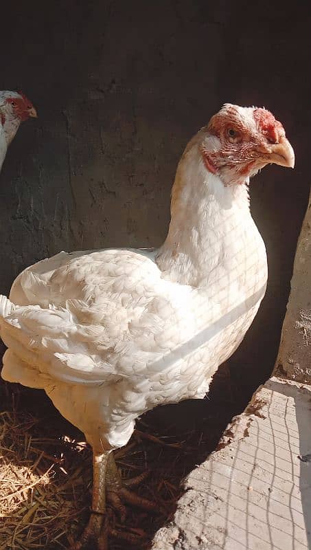 Qandahari Parrot Beak Hera egg 5