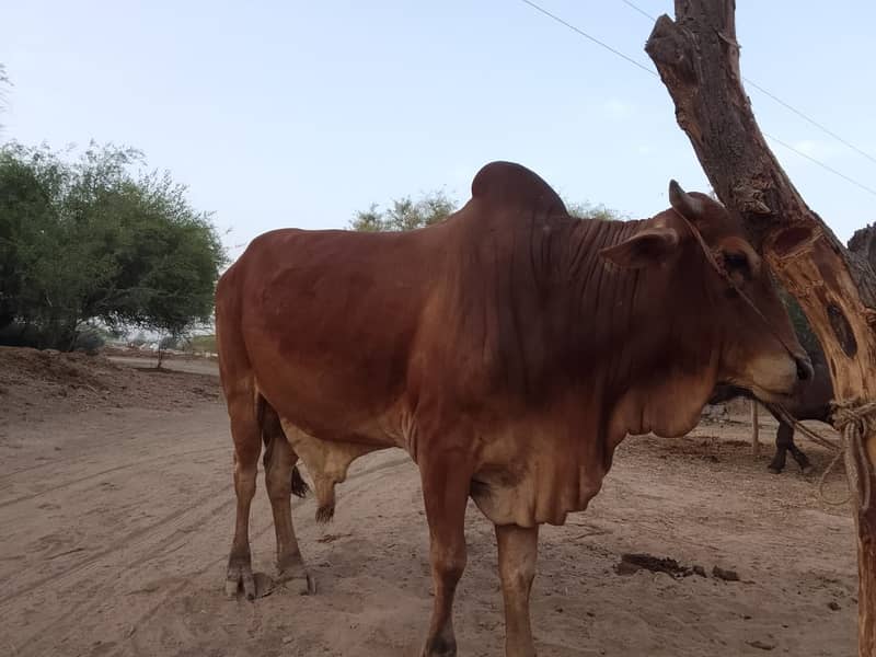 Sahiwal bull, qurbani ka bachra, red bull 0