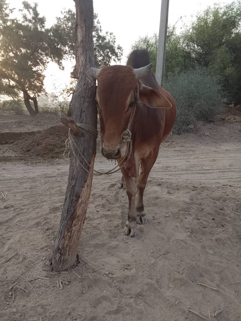 Sahiwal bull, qurbani ka bachra, red bull 1