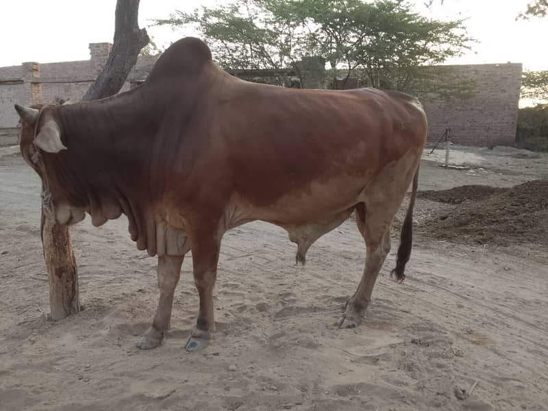 Sahiwal bull, qurbani ka bachra, red bull 2