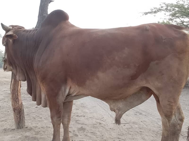Sahiwal bull, qurbani ka bachra, red bull 4