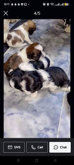 my male puppies available