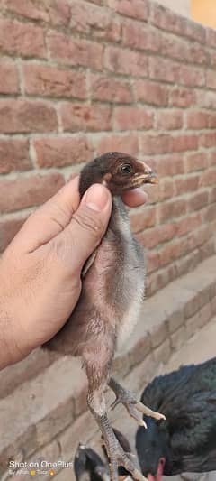 PAKOY