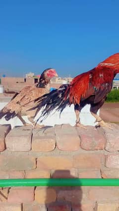 aseel hens