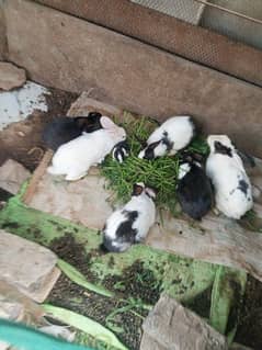 rabbits family for sale