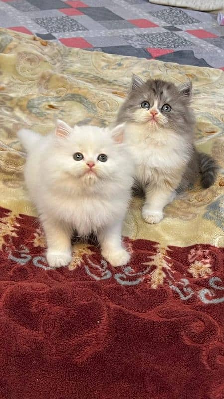 Low Rs| Cat| baby| Blue Eyes| Persian| Kittens| Punch! 0