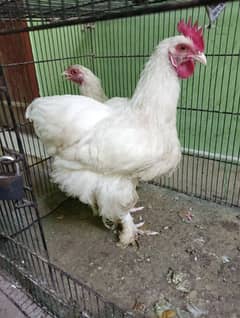 fancy chicks