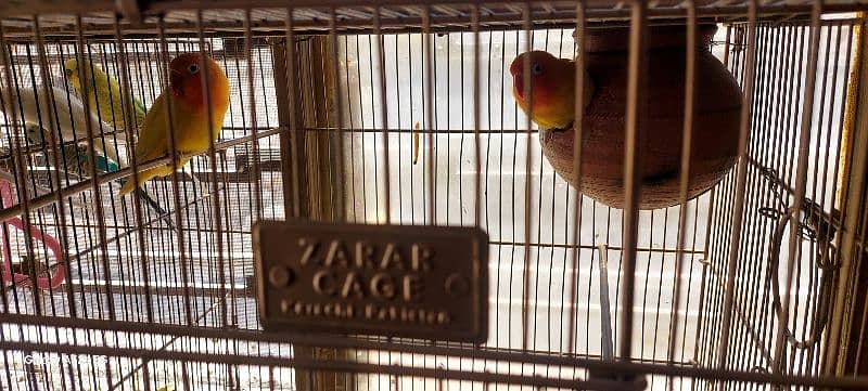Common Latino Love birds 0