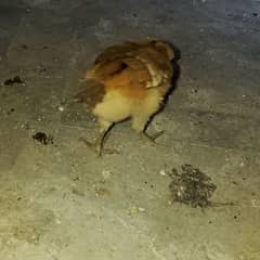 Aseel mianwali pure breed