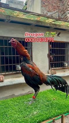 Dragon