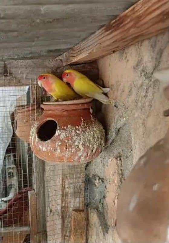 Common Latino Love birds 1