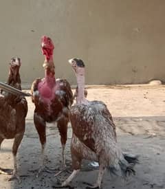 Assel and pure dassi hens available for sale karuk honi wali
