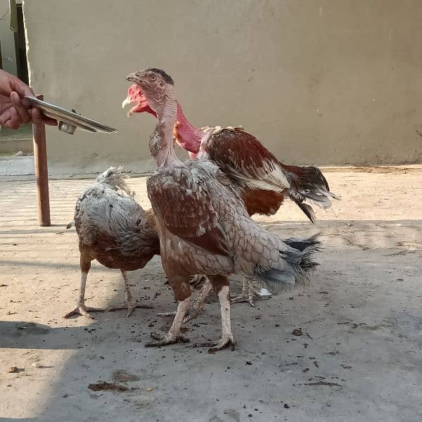 Assel and pure dassi hens available for sale karuk honi wali 1
