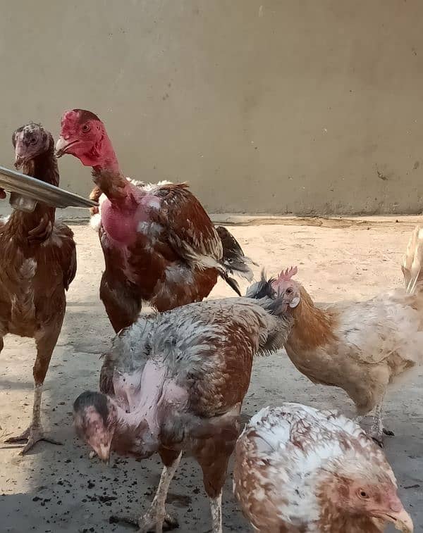 Assel and pure dassi hens available for sale karuk honi wali 2