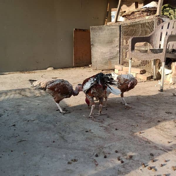 Assel and pure dassi hens available for sale karuk honi wali 3