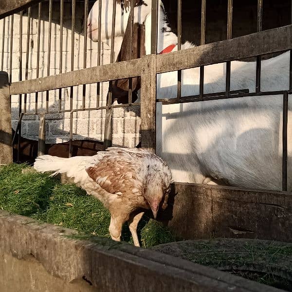 Assel and pure dassi hens available for sale karuk honi wali 4